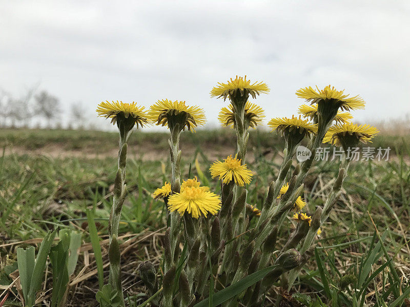 Tussilago farfara，俗称款冬